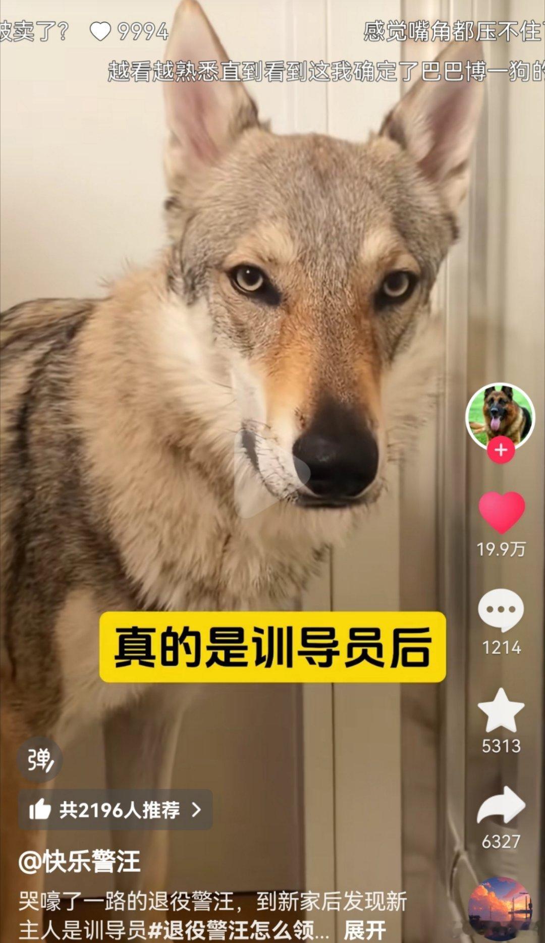 小狗自带眼影，显得整个眼睛狭长，眼距缩短，眼神变锐利，有些上海的化妆师，真是人不