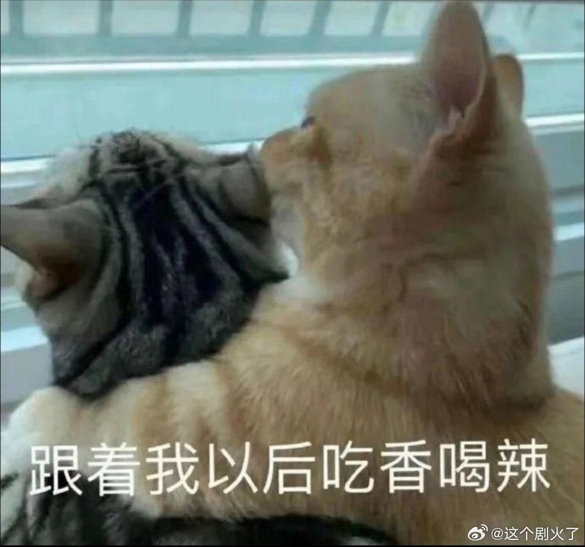 可爱猫咪表情包。 