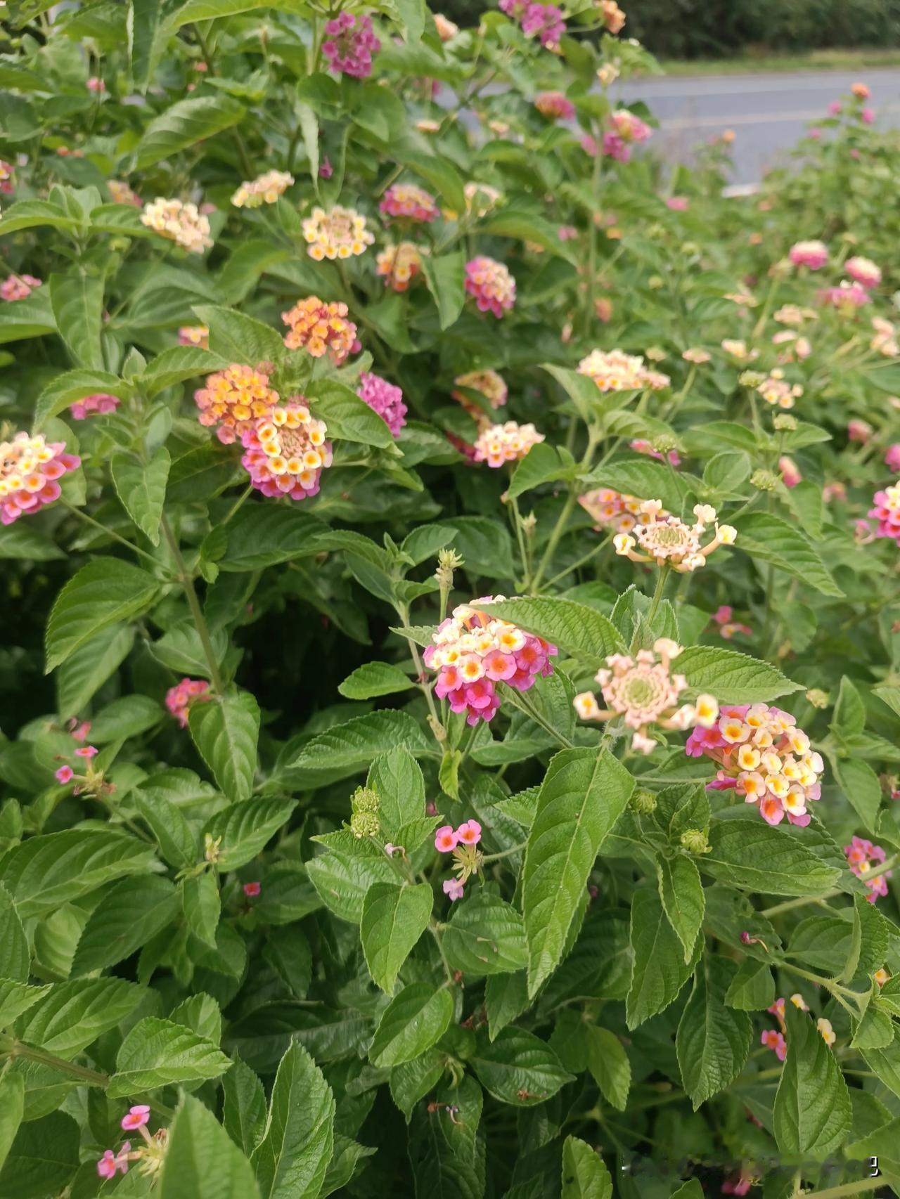 有朋友认识这种花儿吗？