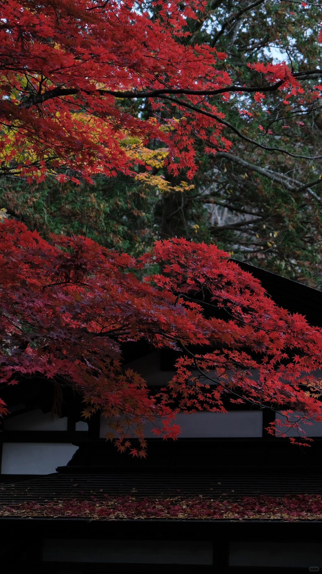 日本东北旅行之角馆町，武士之乡的绝美红叶