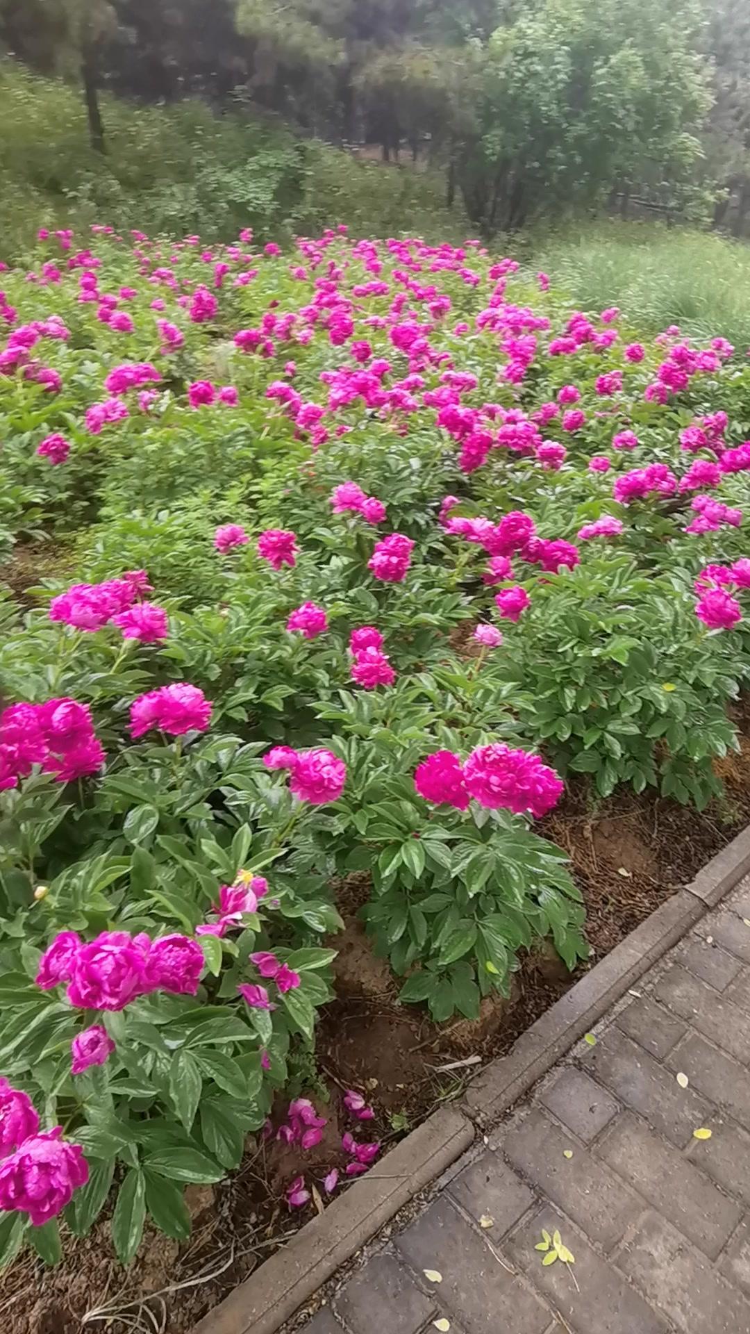 🌧️雨天的芍药花真的绝了！红的似火，粉的像霞，沾着雨滴更显娇嫩欲滴，花瓣舒展得