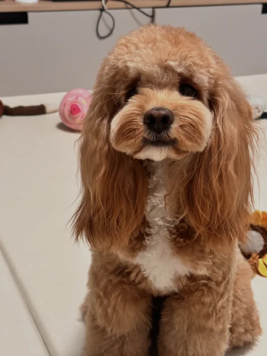 礼貌小狗在线Say Hi