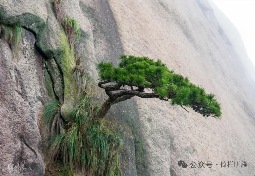 天净沙·灵山松
悬崖峭壁松安，
风侵雨袭身闲。
山骨相凝志坚。
长歌霄汉，
傲姿