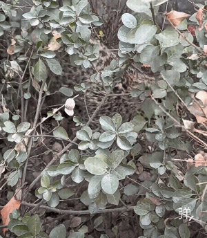 爷爷抱着的时候俩后腿很自然下垂的状态，看得出来很放松![赞]