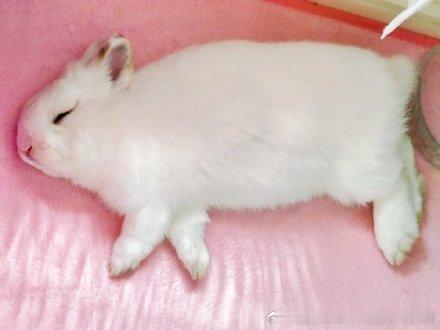 14112🐇【我真得控制你了】兔粮按体重给，不给零食只给提草，到底为啥会胖成这