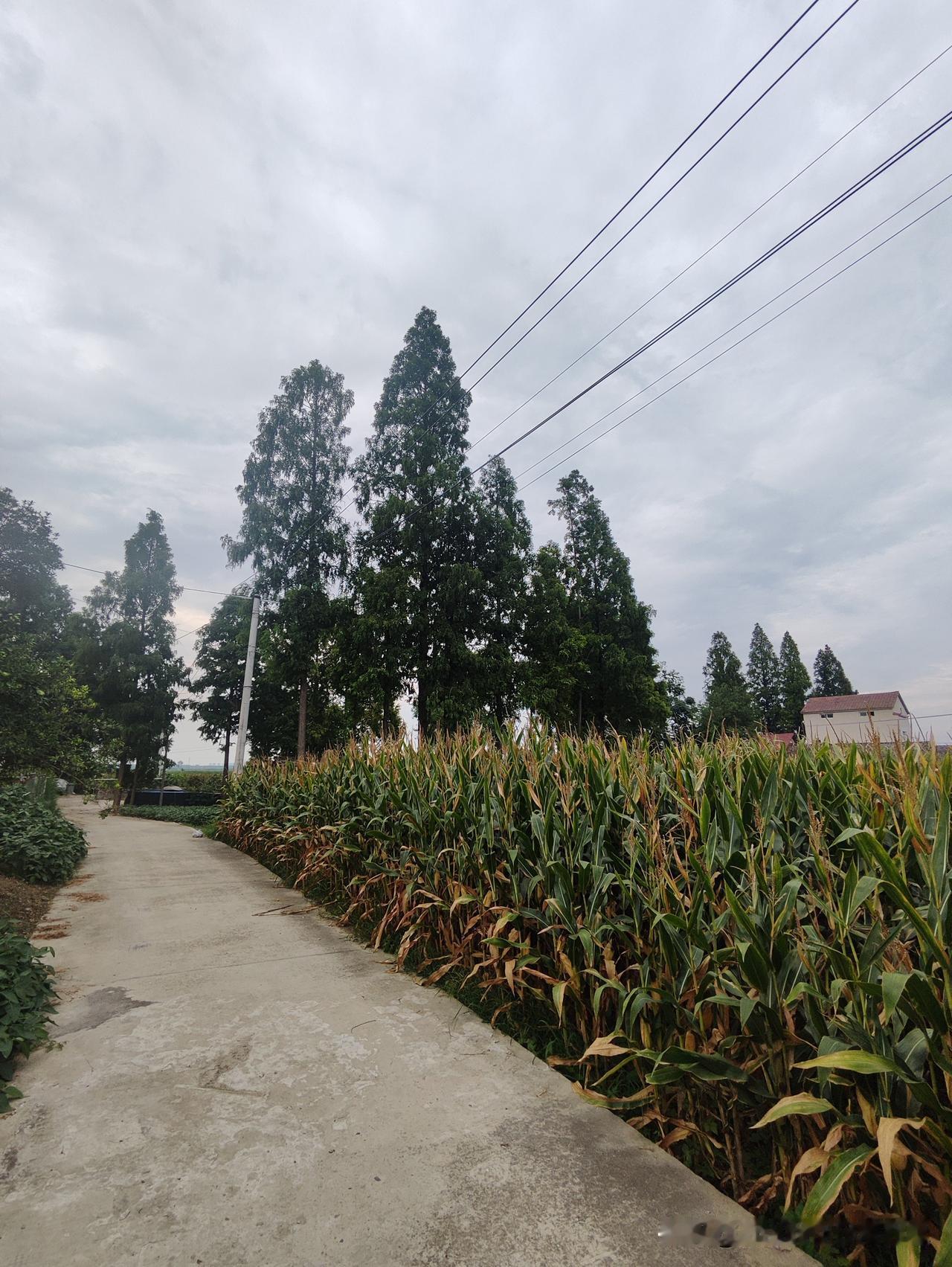 美丽的乡村街道
以前是泥巴路
现在是水泥路乡村美景风光照 乡村老家的美景 乡村田