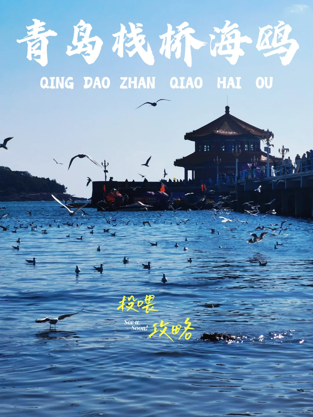 冬日抵青！怎能错过这10万只西伯利亚大海鸥