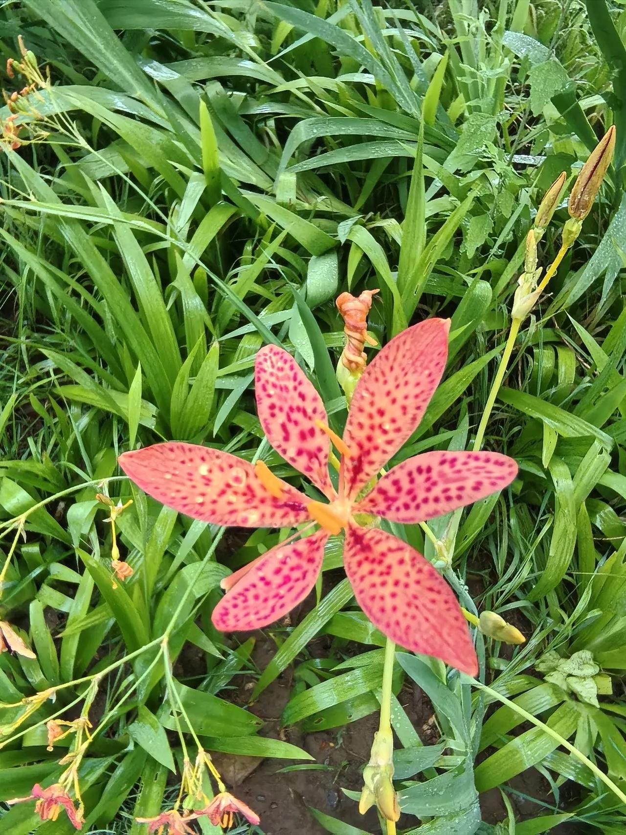 分享一张你最近随拍的照片射干花