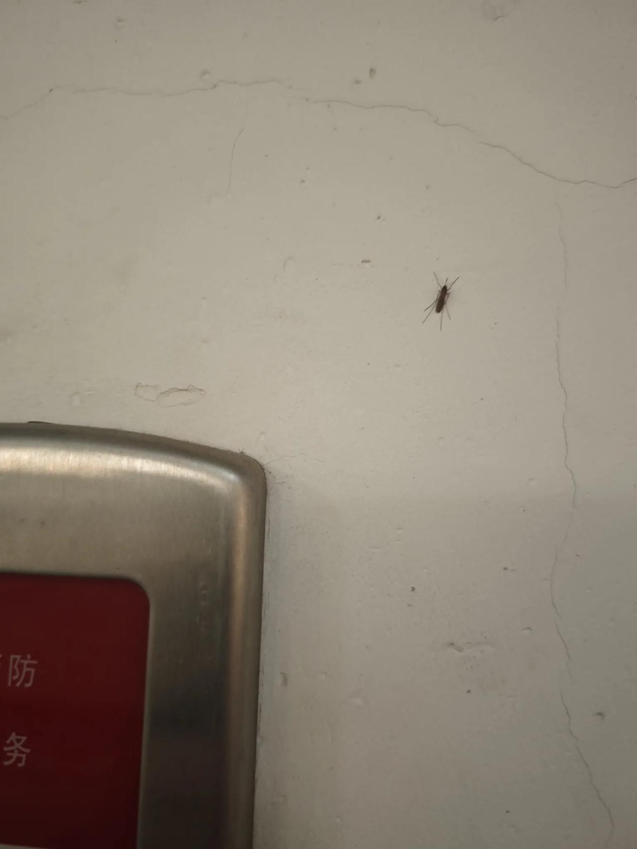 外面零下10度了，楼里竟然还看到了一只蚊子！
越冬的蚊子这是要突破自然极限吗？