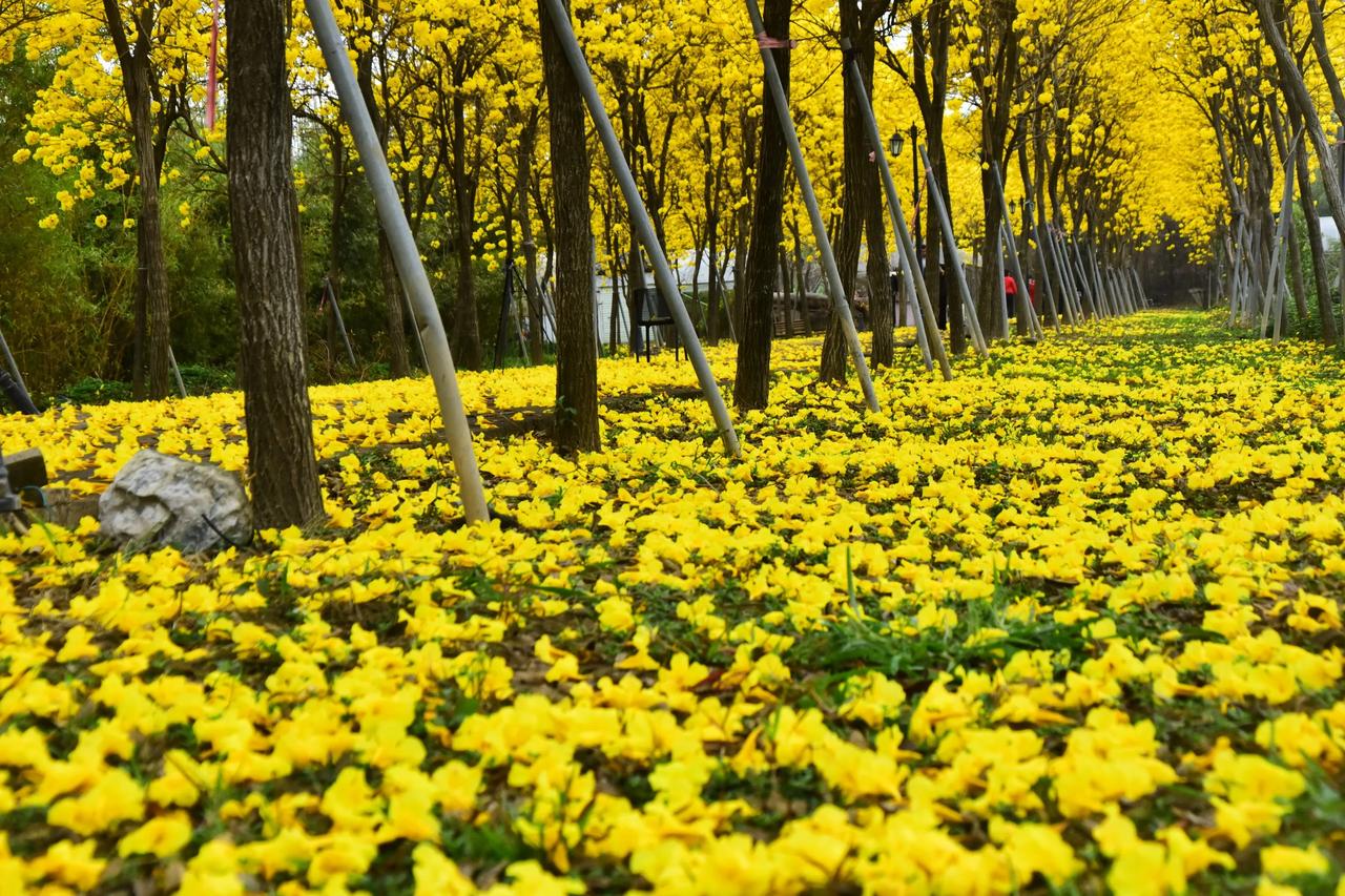 漫步在金黄花海，感受春天的浪漫与宁静银杏风景线 园明园银杏大道 银杏叶观赏地 挑