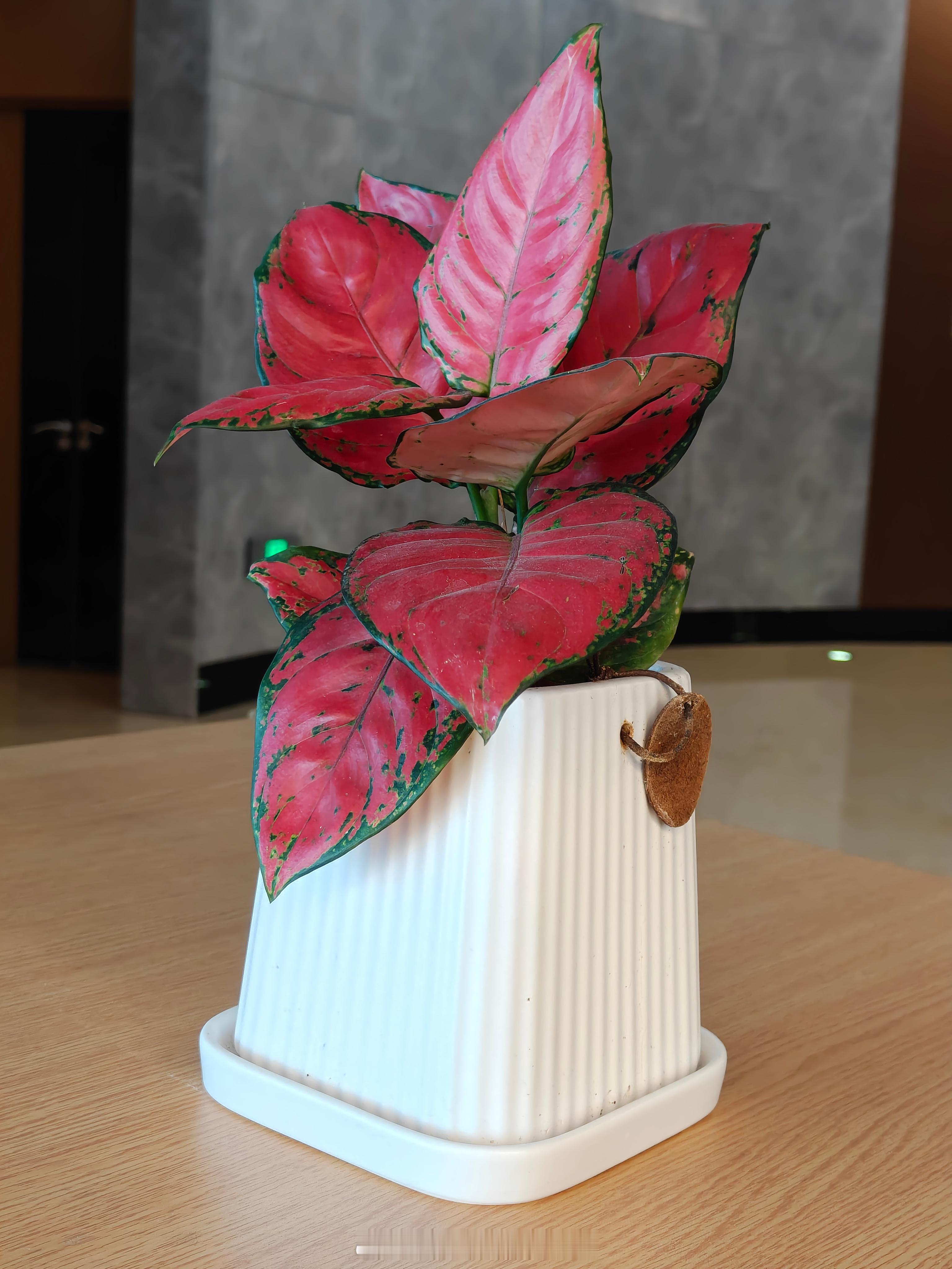 一加ace6t新品发布 终于可以露个尾巴了，一加ace6t 拍照也够用了