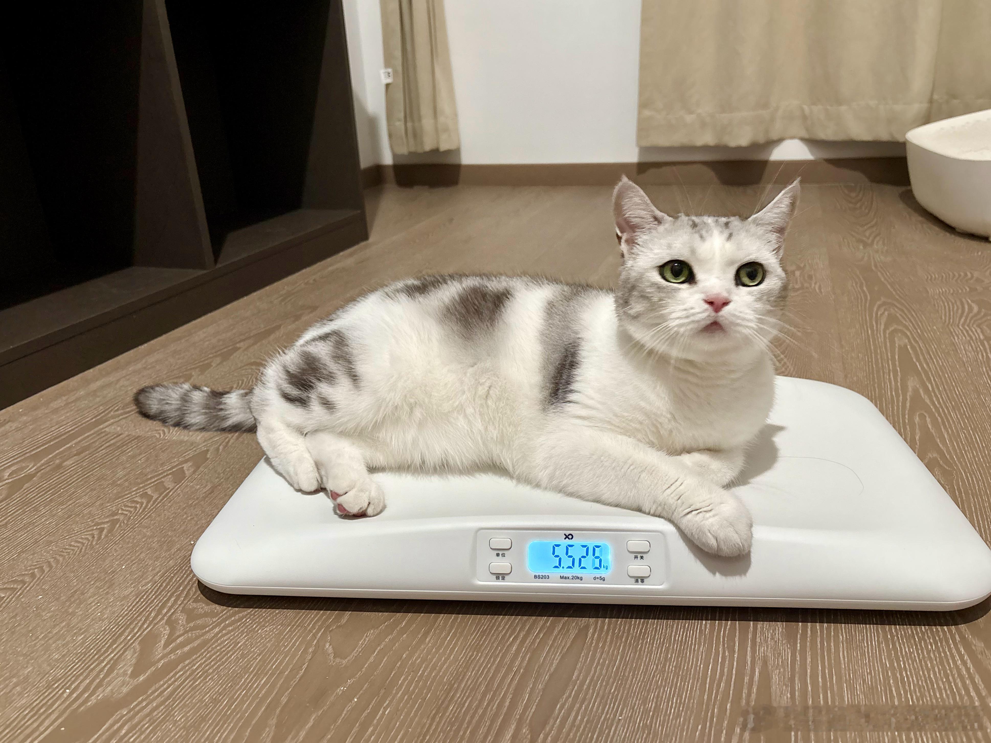 别被这猫骗了，它根本没瘦。只是这边太热脱了几层毛而已，差点就给它加大饭量了