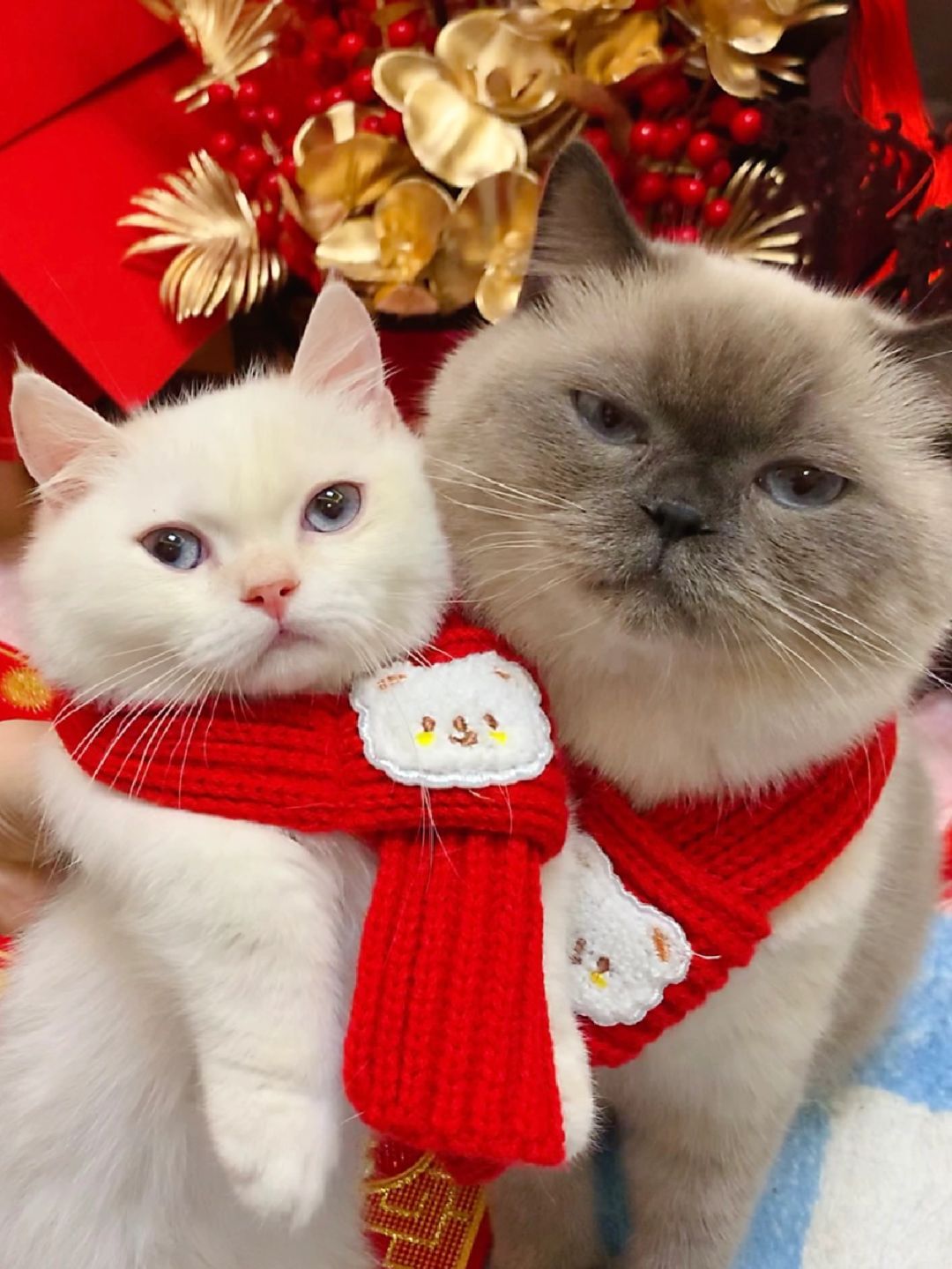 第一次在猫脸上看到这么多不耐烦