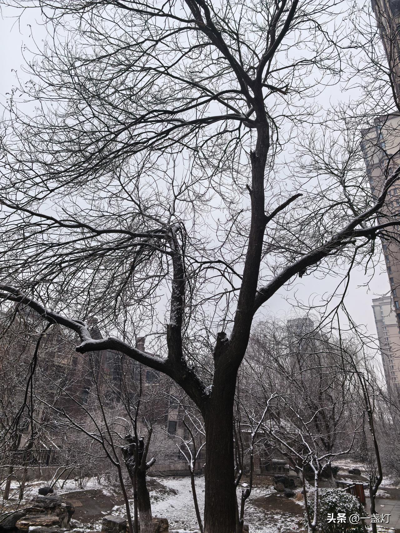 一冬无雪天藏瑞，恰逢开学降春雪。
难得的春雪，前几天西安大雪又正好错过，一补春节