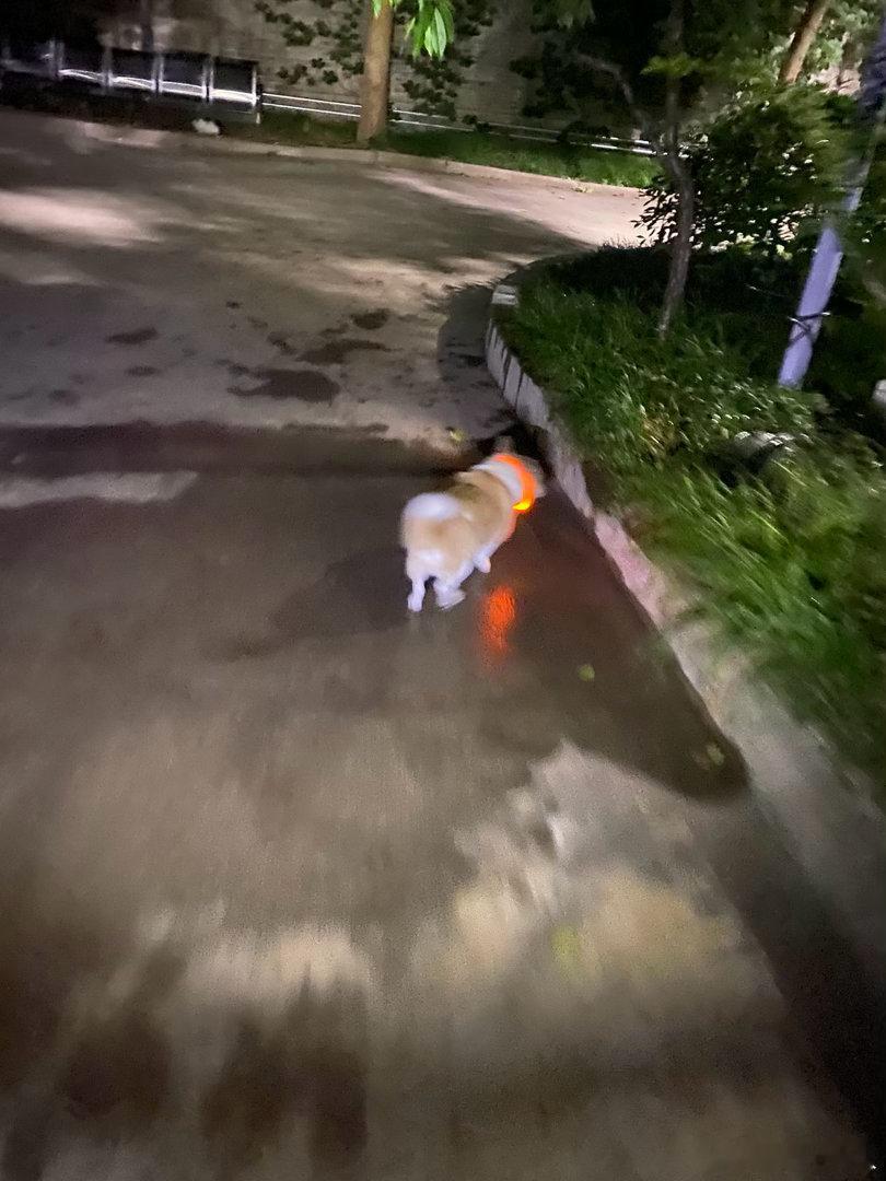 一帘花影。是被布丁吵醒的吧？小狗吧唧着嘴，鼻息如猪，蹬腿，挠墙。劝了两句，依旧翻