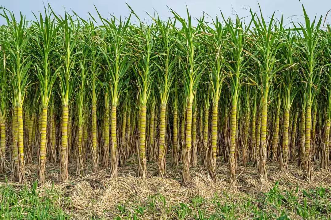 夫妻俩神操作！真人版“偷甘蔗”火爆出圈

夫妻俩刷到江浙游客“偷甘蔗”视频，那欢