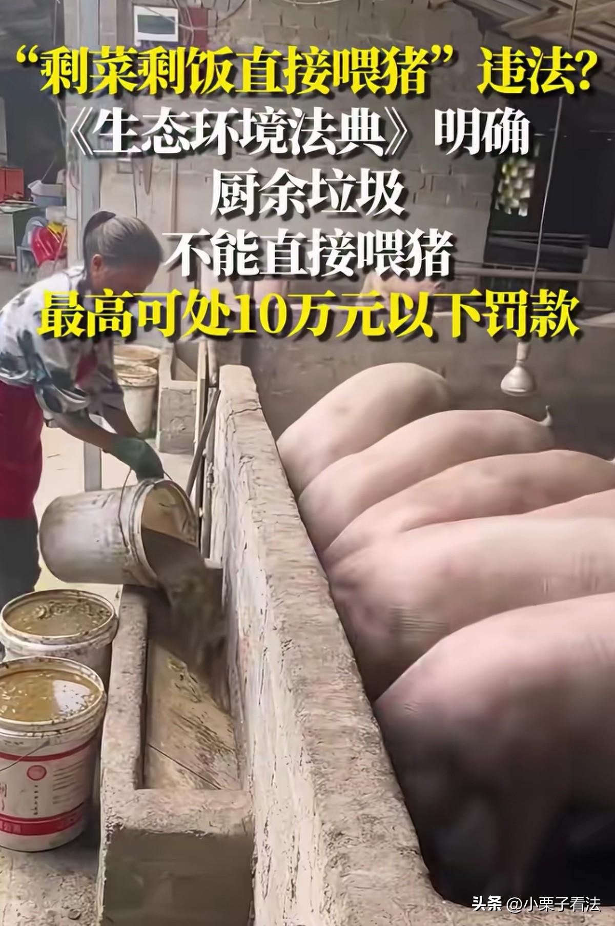 老习惯行不通！云南罗平，女子办了个养猪场，养猪多年，买猪饲料和粮食喂猪是一笔大开