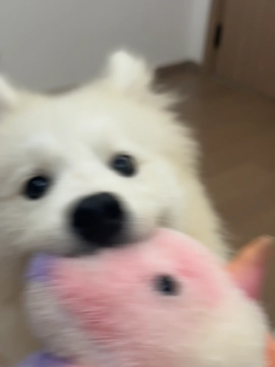 小狗玩玩具把自己牙齿玩掉了