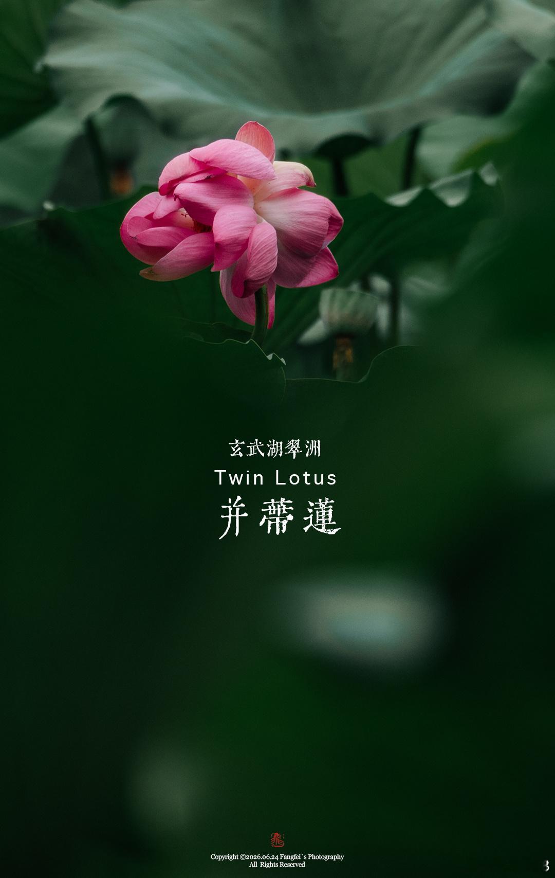 南京梅雨骤雨倾盆玄武湖翠洲并蒂莲迎风盛放两时辰风雨摧折幸得相助再度亭亭而立金陵城