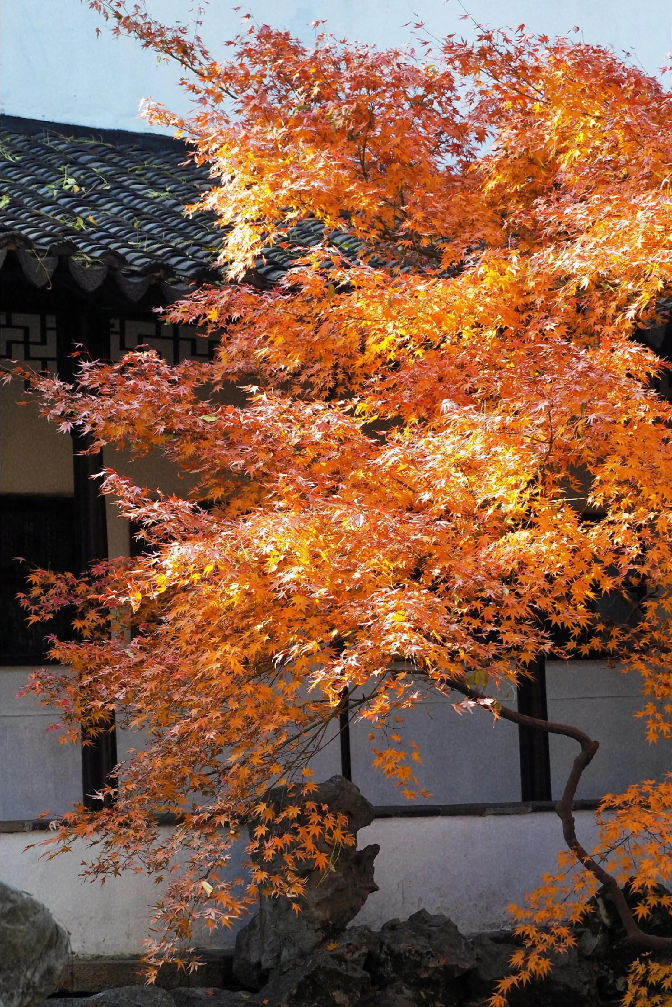 2025新年旅游第一站：苏州.