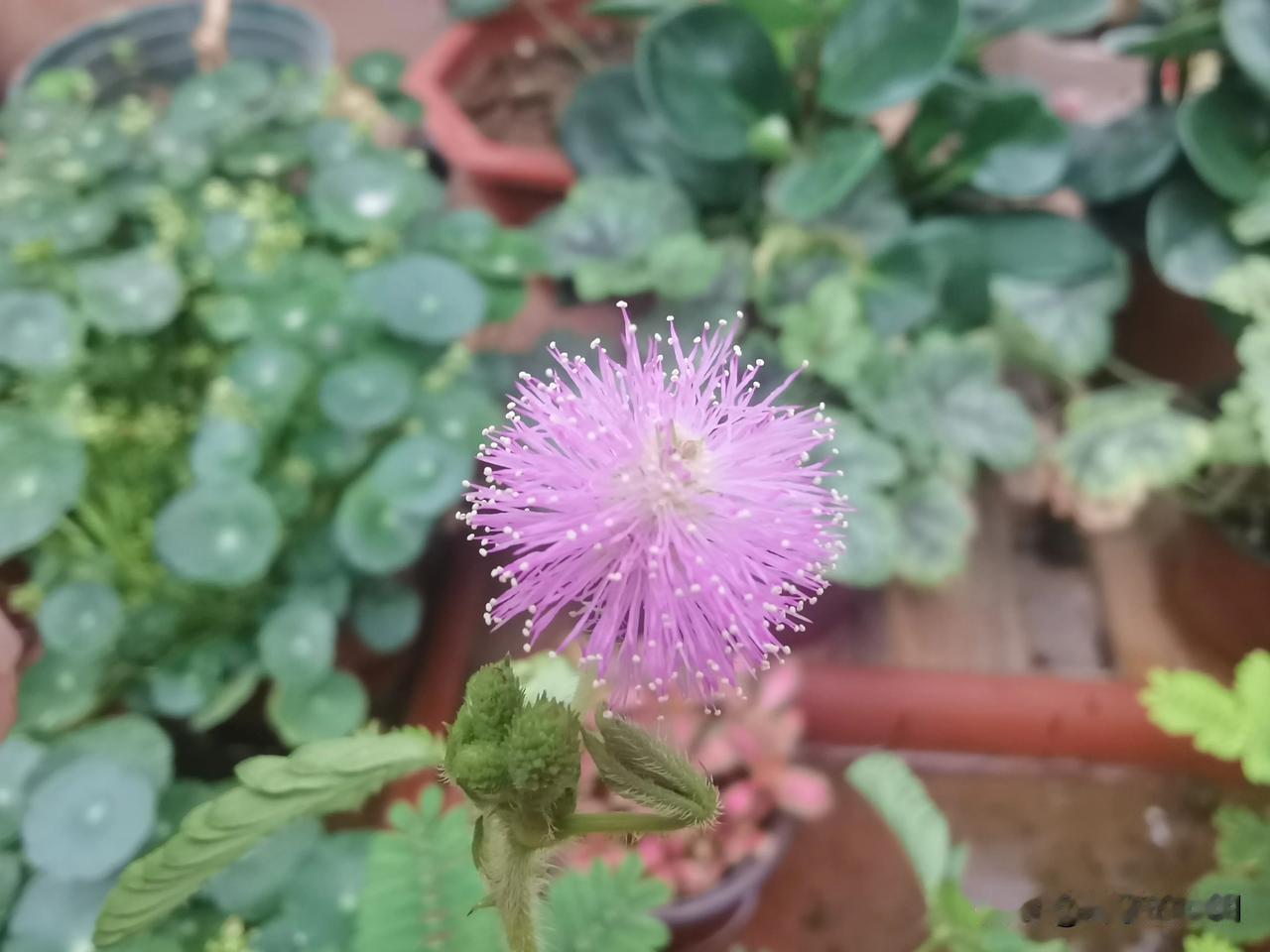 有知道这是什么花的吗