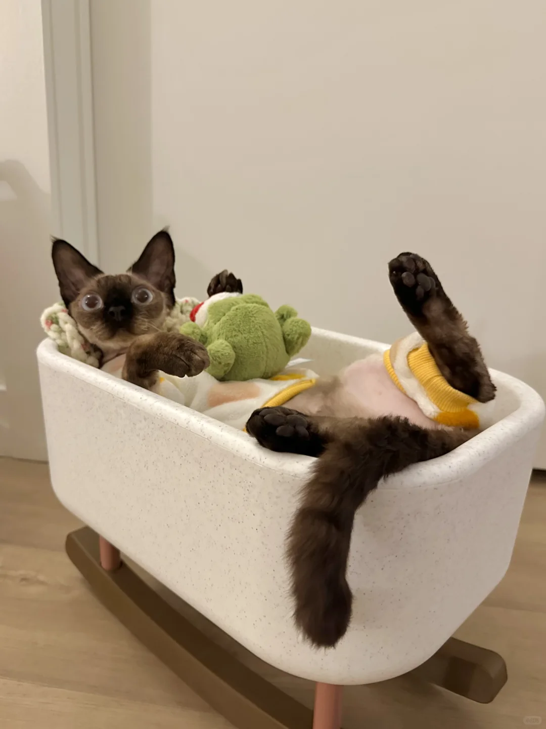 小猫宝宝有了自己的小摇篮！
