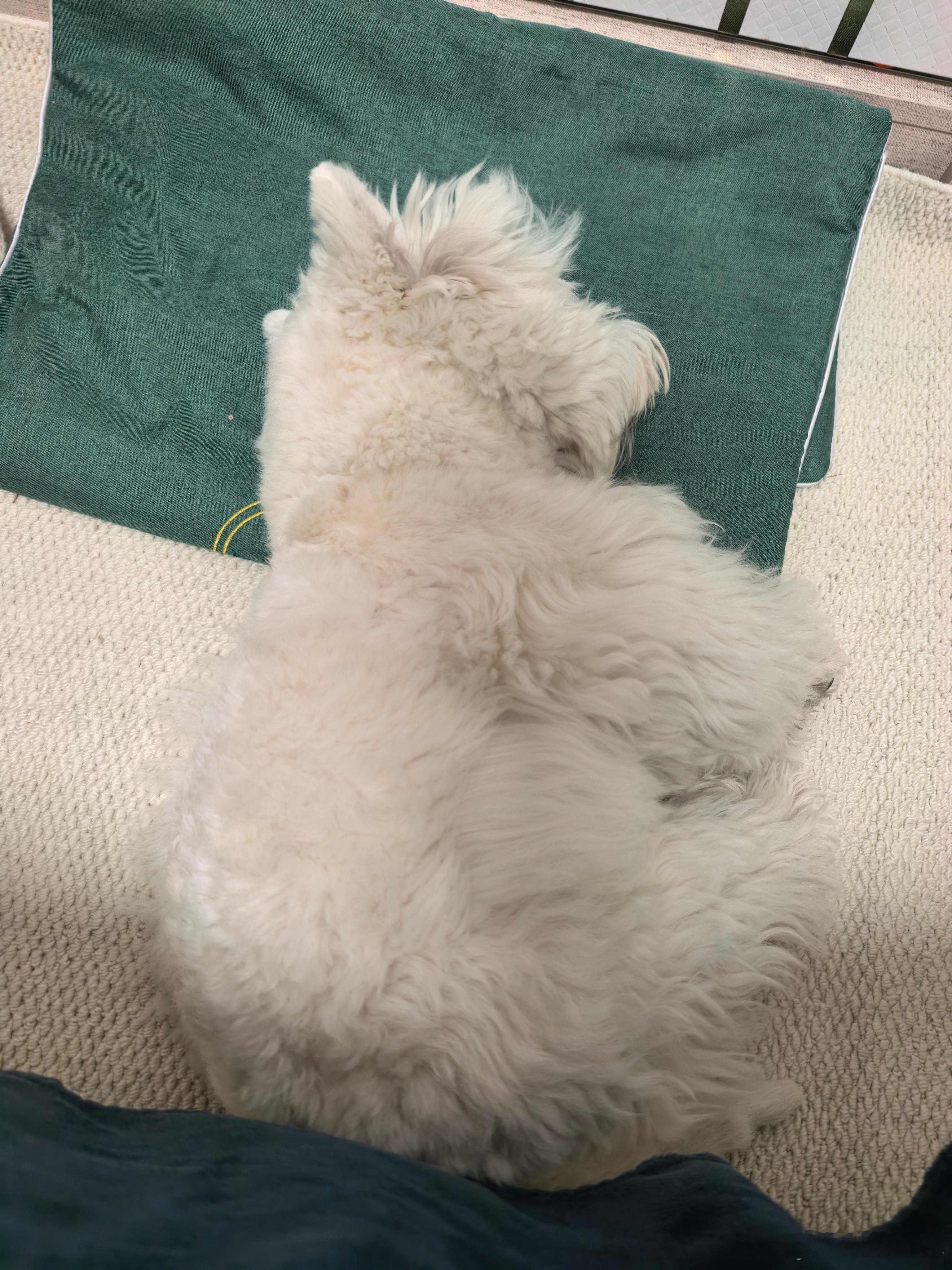 我的宝宝睡着了像只毛茸茸的小海马晚安🌙(ᴗ˳ᴗ)💤 