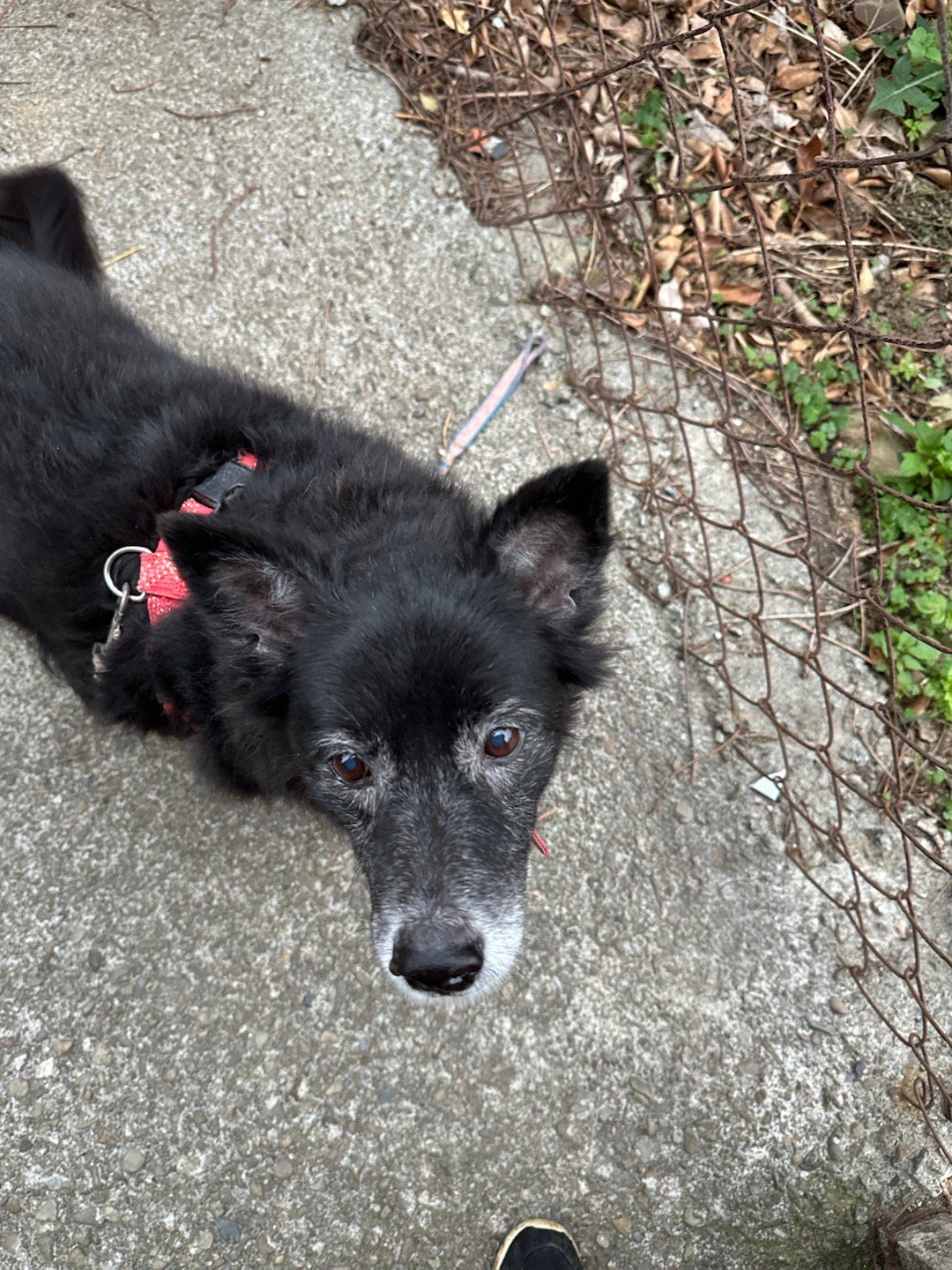 每日萌宠打卡萌宠期待散步的缘缘，每天陪妈妈散步听音乐做rw，也是老大的歌迷了吧