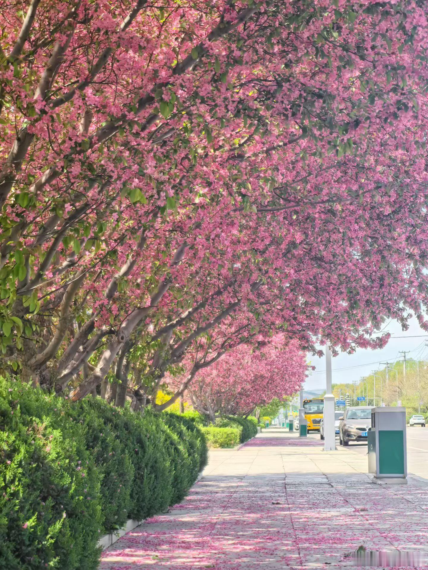 误入春日限定童话，喀左整条街的海棠都开疯了，每一帧都像加了柔焦滤镜。赴一场海棠之