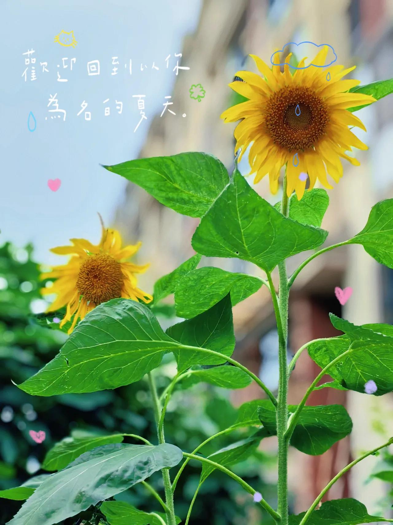在喜欢里，时常欢喜。
我们做着梦，平凡又普通。

夏日美景随拍