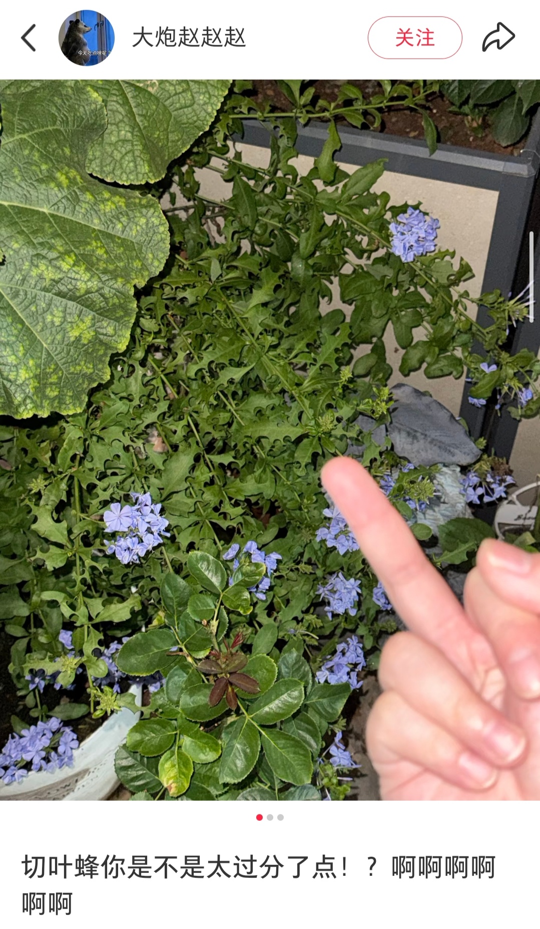 切叶蜂你是不是太过分了点!?