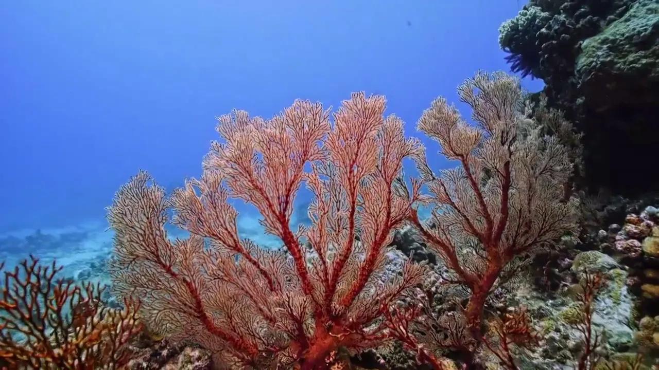 8月15日传来海洋生态方面的重磅消息，自然资源部南海局首次对外集中发布西沙、中沙