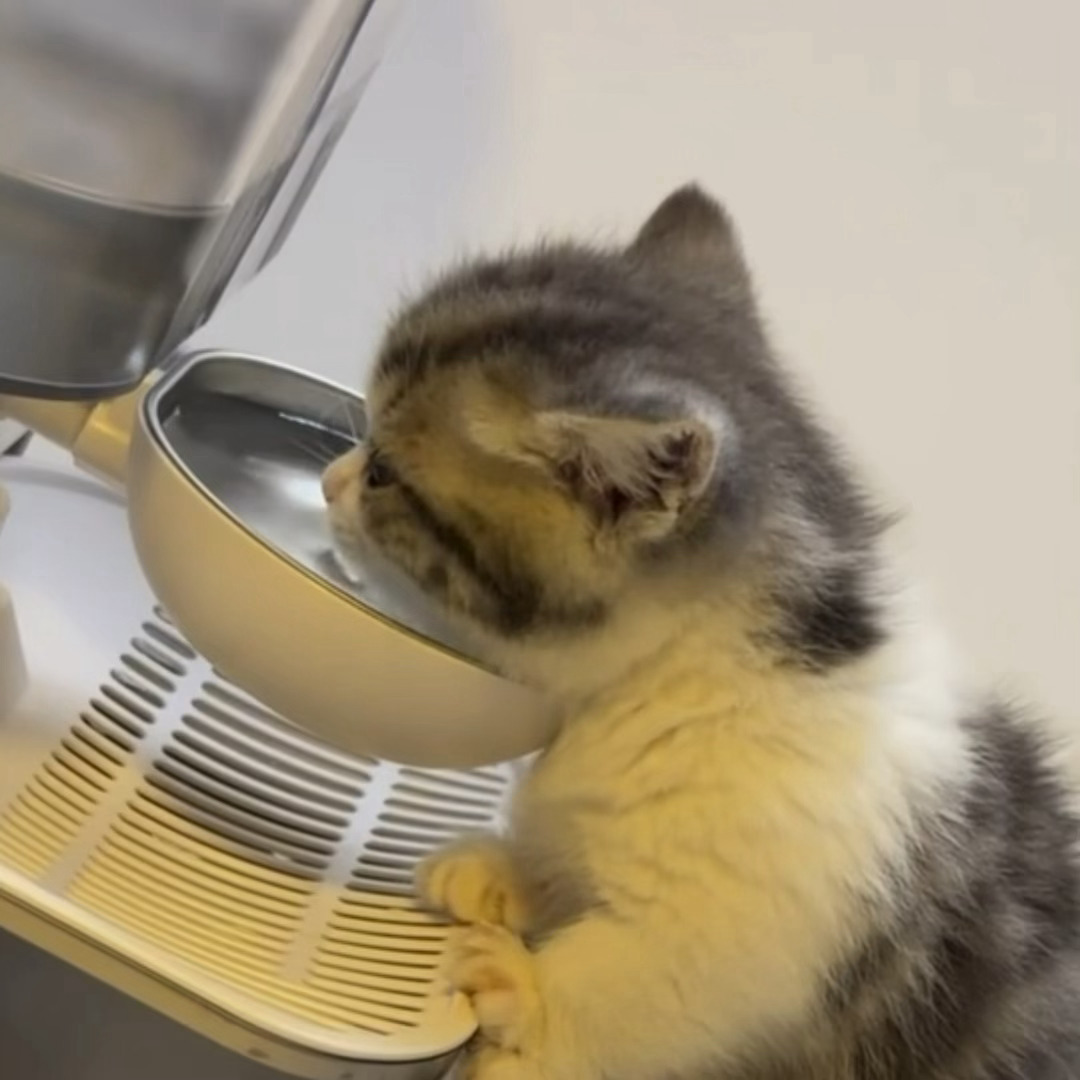 可是真猫真的是这样喝东西的。。。。。 ​​​