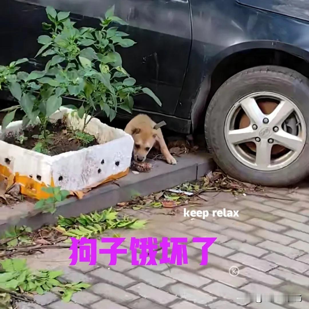 小狗胆子有点小，被主人抛弃了，就在小区楼下的路边停车场。据扫地的阿姨讲述，小狗已