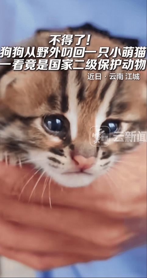 不得了了！云南一名主人正在家中干活，突然家中的狗狗从外面跑了回来，并且狗狗嘴里还