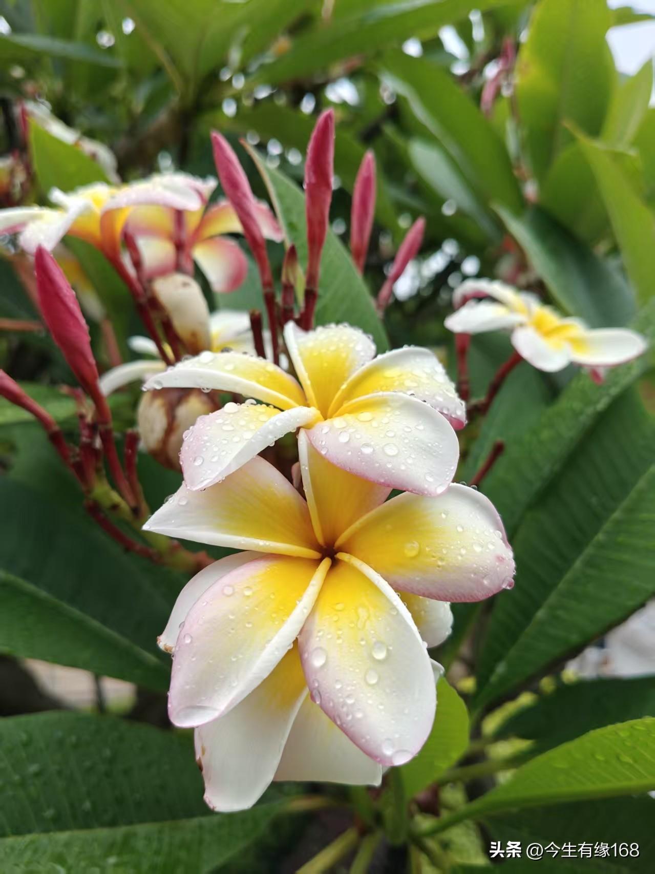 细雨沾黄瓣，一花醉南烟。
​
雨润鸡蛋花，嫩黄凝清露。
​
檐下淅沥雨，庭前浅黄