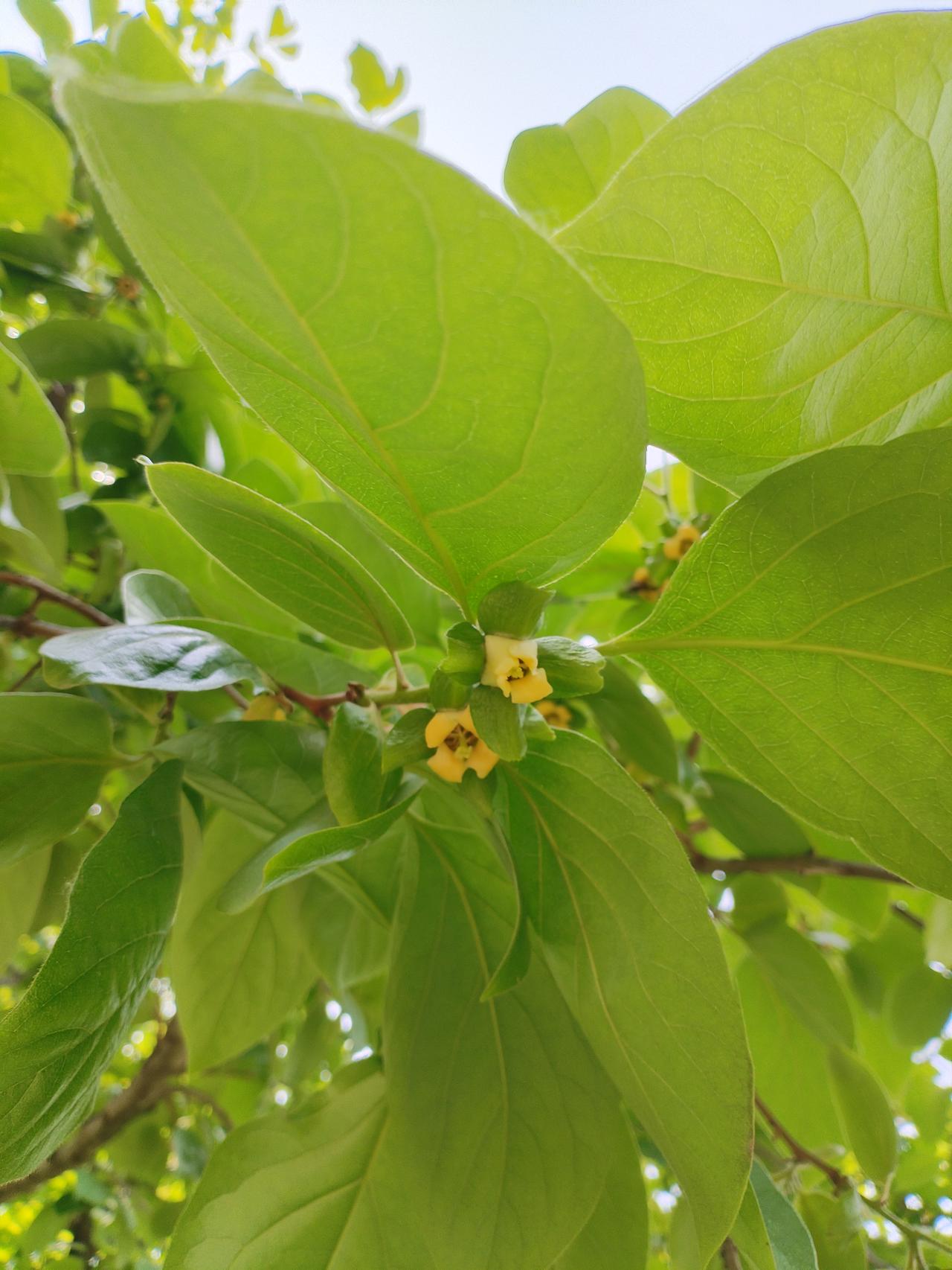 今天发现西安理工大学花园居然有一棵柿子树，花黄叶绿柿子树，一片深红红叶李，浅蓝马