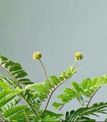 含羞草的种植方法：1、含羞草可以用小盆直播，也可用浅盆养苗分栽，播种土用2成腐叶