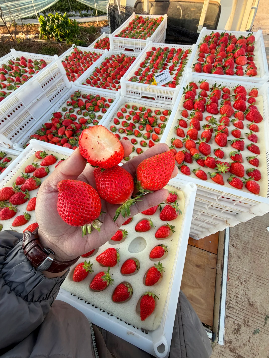 草莓大量成熟，口感巅峰期，大降价了。