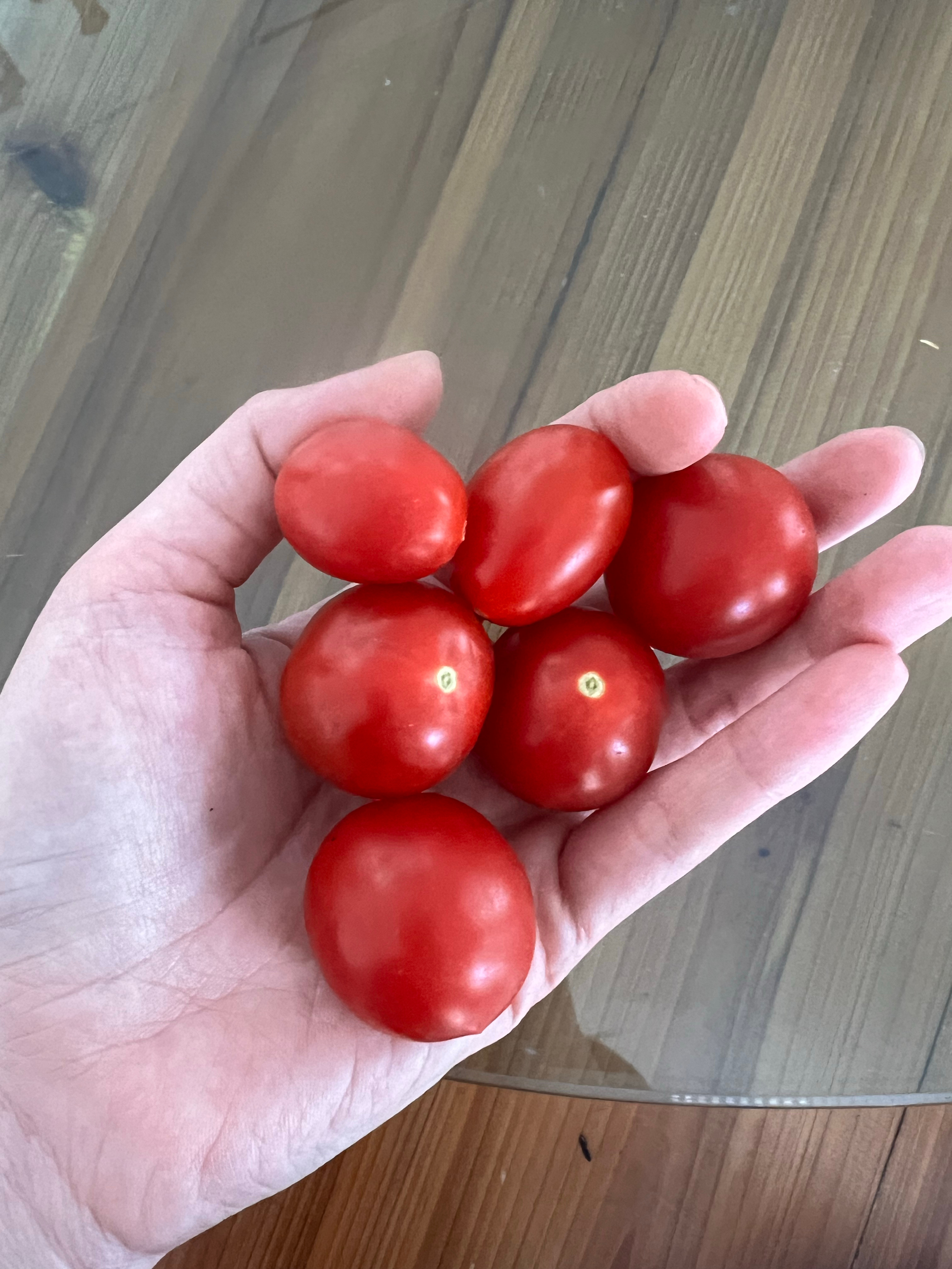 米米奶奶种的小番茄在老家多好啊～要啥有啥怪不得老人家喜欢在老家生活新浪育儿健康年