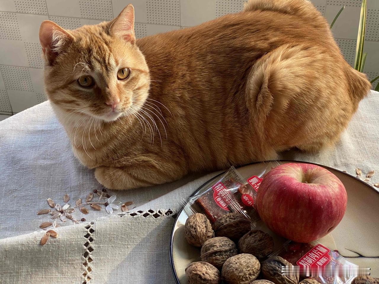 谁能把手里的猫咪照片发出来看一下