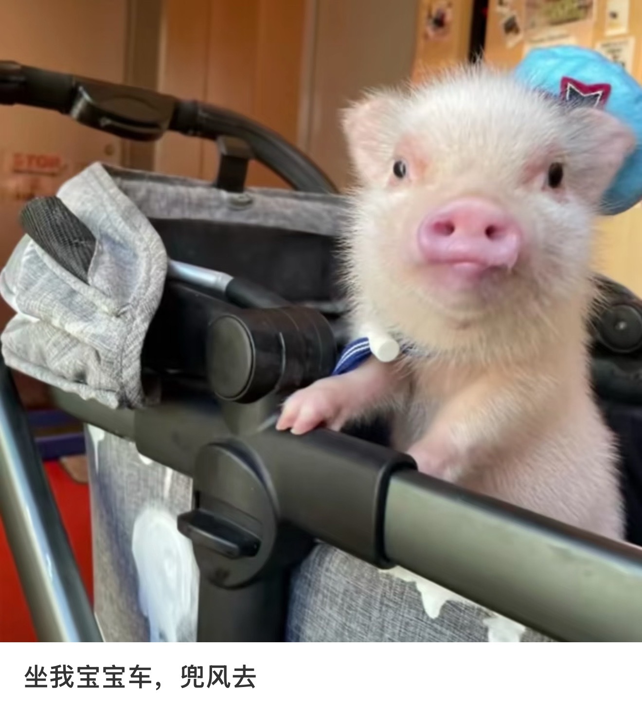 鞠婧祎姜黎非惊喜排版 开猪猪车的小🐷超酷！ 
