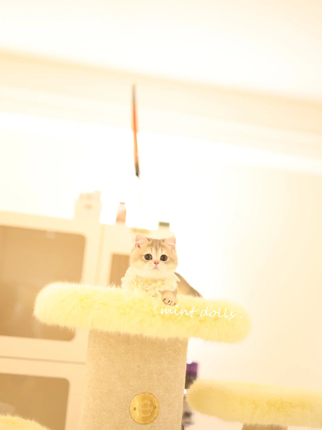 这个小猫偷感怎么这么重啊～