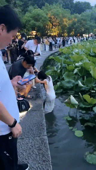 每年究竟是有多少游客会不小心掉进浙江杭州的西湖里？
幸亏西湖的岸边水很浅，一般情