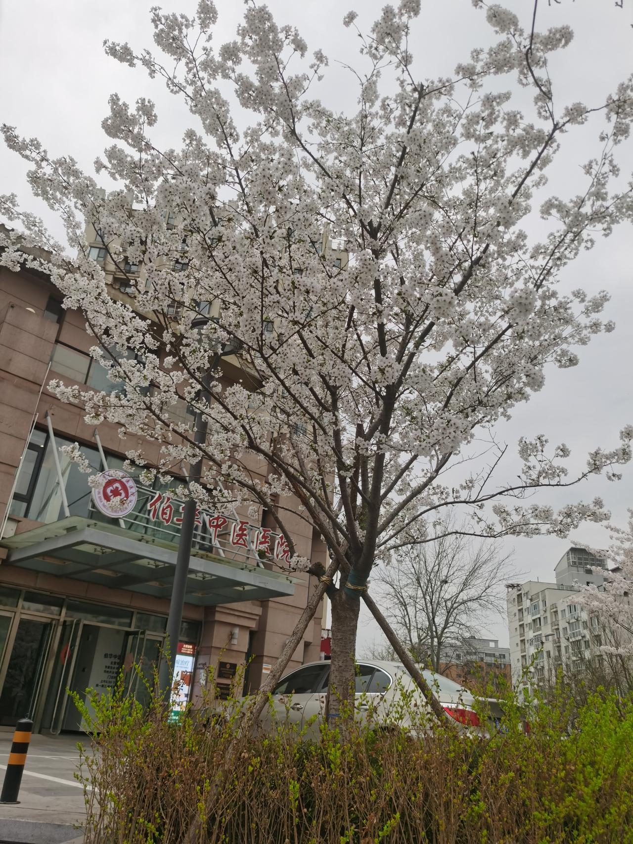 春花映楼阁，杏雨润人居。