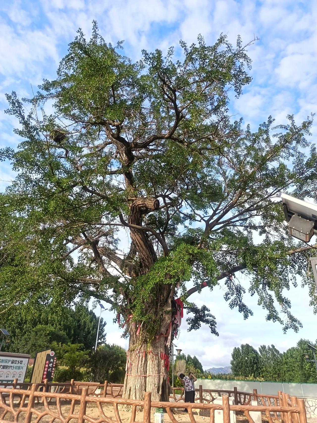蝶恋花·吟夏
方方


消夏最宜临水住。雨后追凉，闲看荷擎露。信口吟成闲适句，高