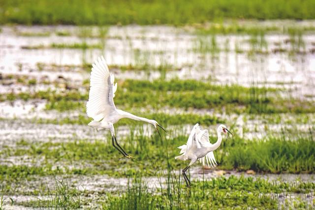 生态建设与民生保障协同推进：美丽中国催生绿色激励新机制
十八大以来，我国生态文明