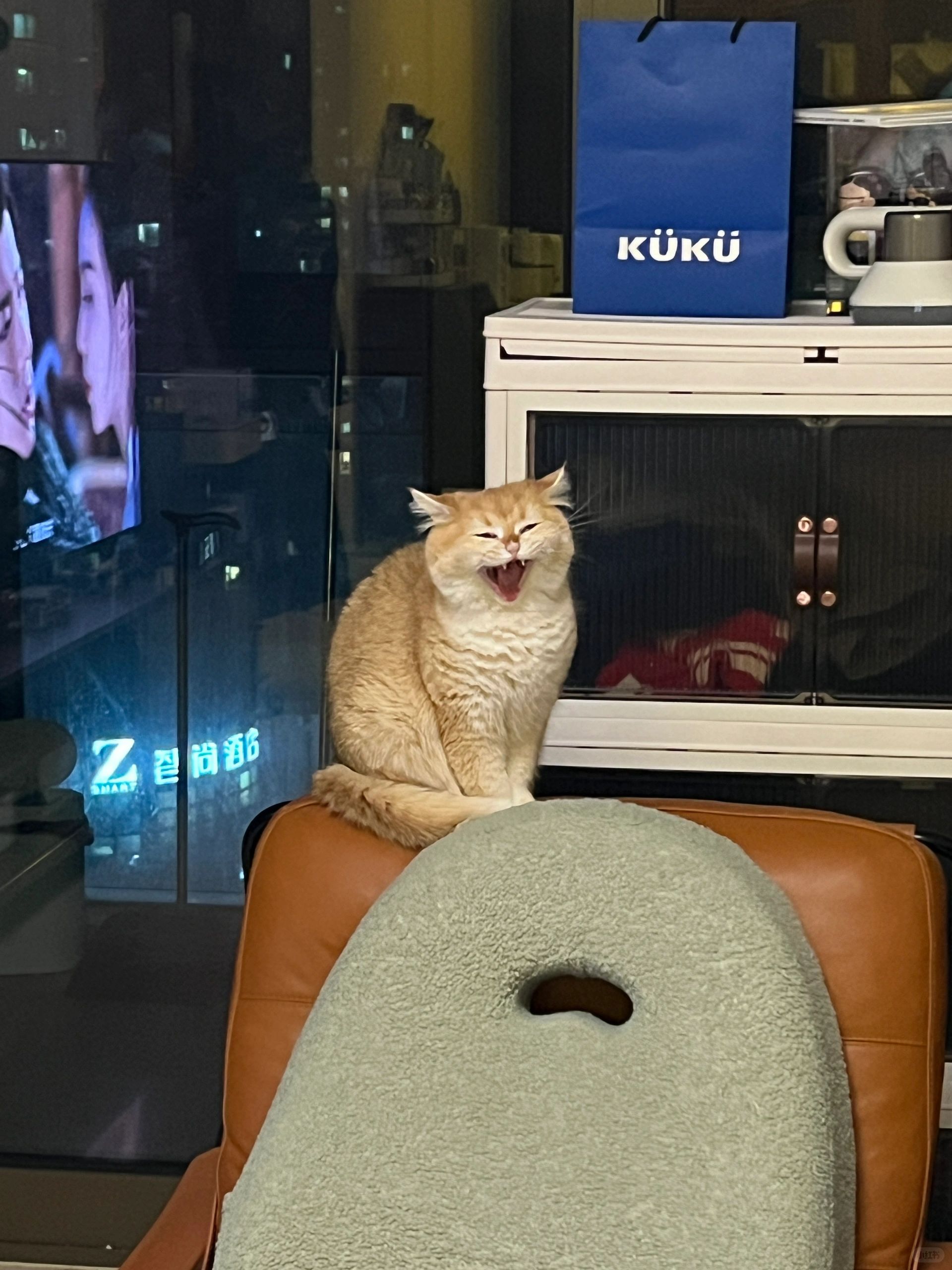 是“鬼脸猫”🥹🥹🥹