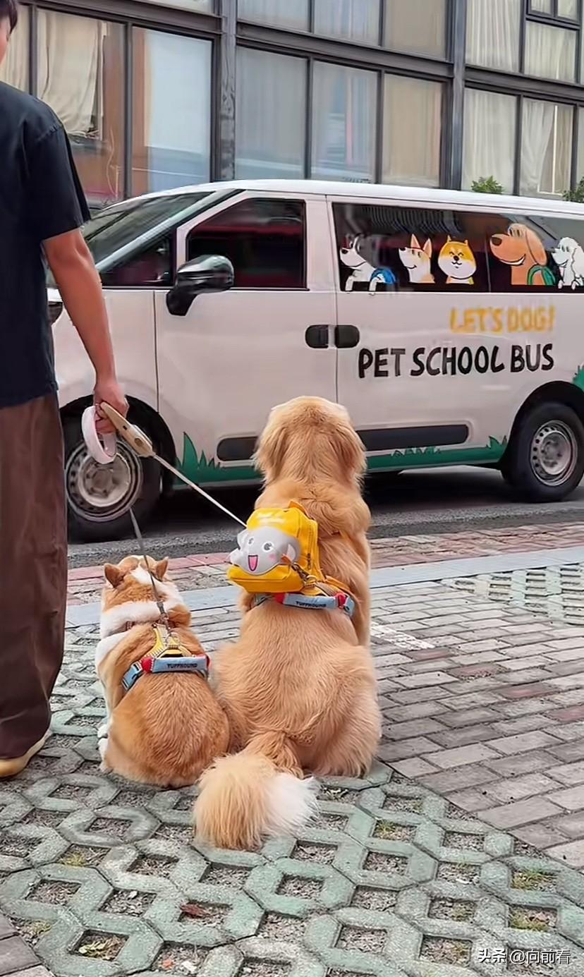 狗狗上学对富人来说不是很正常的吗？怎么大家伙对这件事的反应都这么大呢？有钱人养宠
