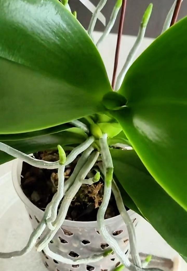 老公说他是“冷血”动物，所以比较长情！我说冷血不该是花心无情吗？[捂脸][捂脸]